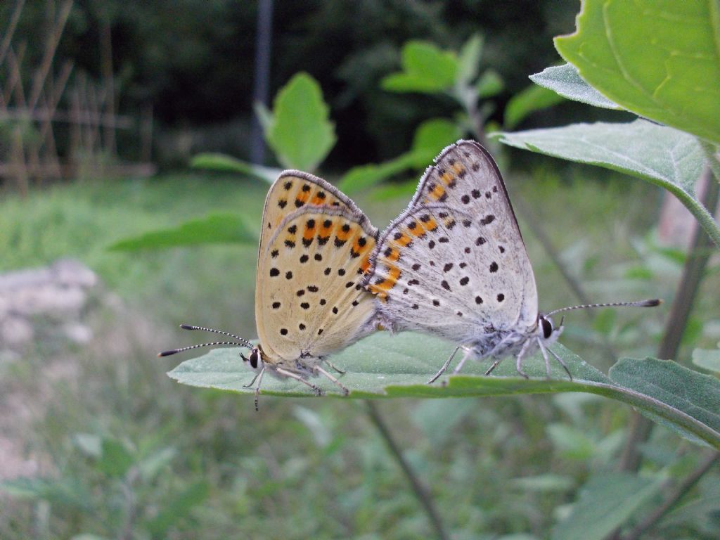 Heodes alciphron? No, Lycaena tityrus